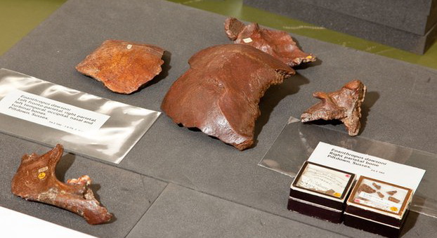 Kosti lobanje su pre zakopavanja na Piltdaun lokaciji dugo držane u šljunku da bi izgledale starije, a vilica pripada orangutanu. Zubi su naknadno modifikovani, ustanovili su antropolozi sa Univerziteta Oksford.