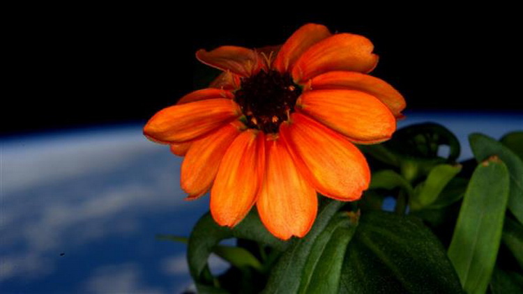 Cinija (Zinnia elegans), prvi cvet u svemiru.